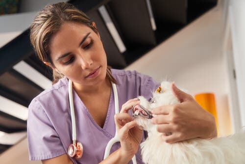 A veterinarian examining a dog.