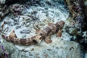 Walking Sharks: Sharks that Can Walk on Land