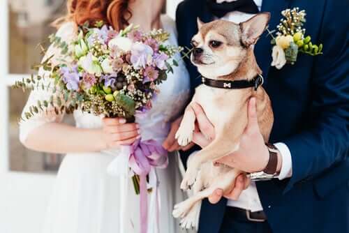 A photo of a dog and the newlyweds.