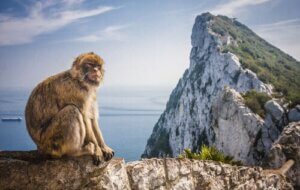 Barbary Macaque - Characteristics and Habitat