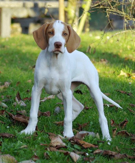 A Braque Saint-Germain puppy.