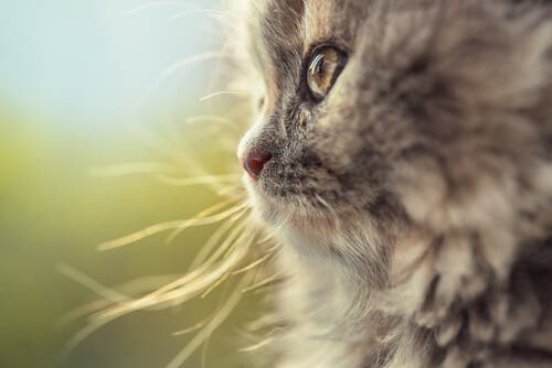 A German Longhair cat looking.