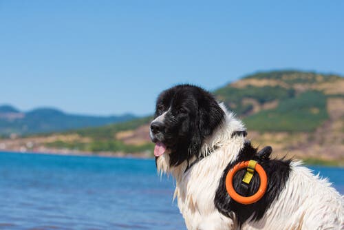 The landseer is a faithful dog.