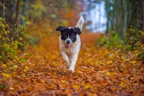 A Landseer running through the leaves.
