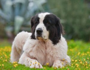All About the Landseer
