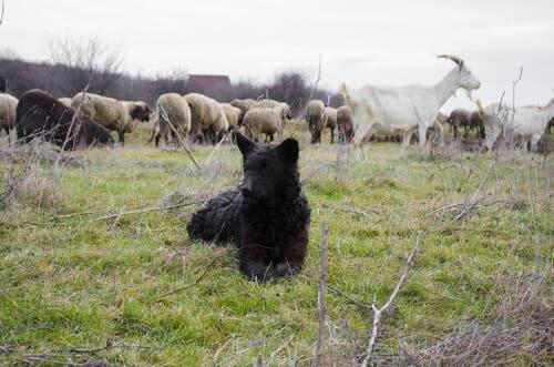 A Mudi lying next to some sheep and goats.