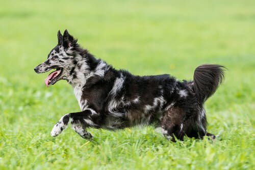 A dog running in a field.