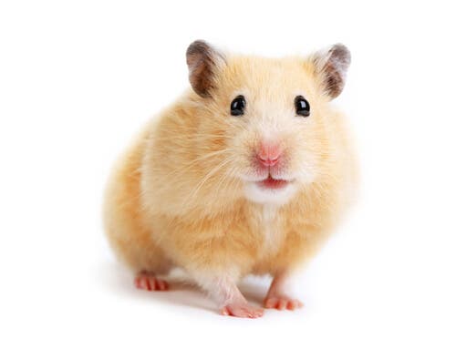 A Golden Hamster, one of the largest species of hamster.