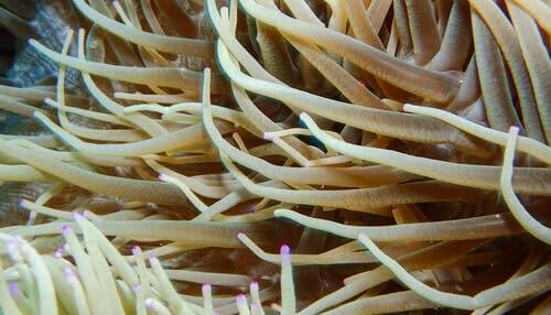 Sea Anemone - The Animal Disguised as a Plant