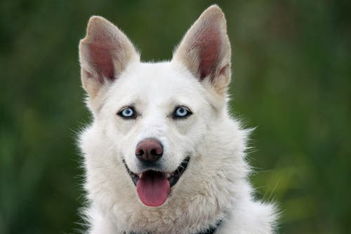 A close-up of a white dog.