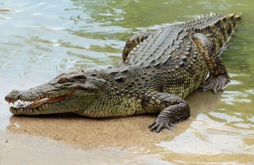 A crawling crocodile.