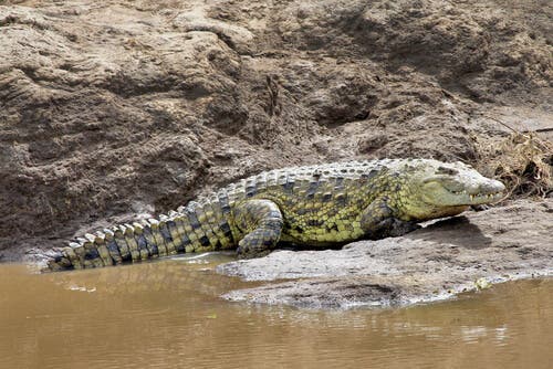 A crocodile on the bank of some crocodile-infested waters.