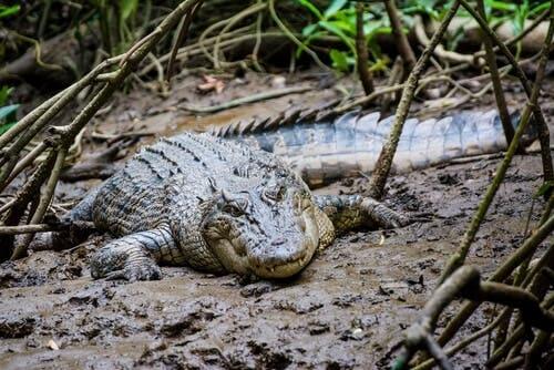 A crocodile lying in the mud.