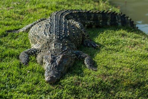 A crocodile on the grass.