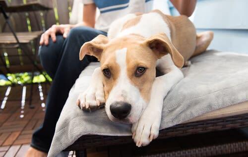 Insulinom hos hundar