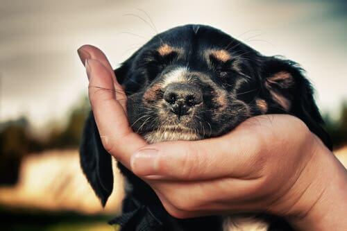 A dog leaning on a person's hand.