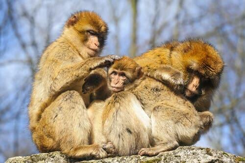 A family of Barbary macaque.
