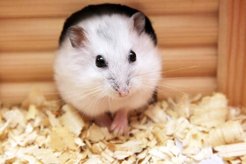 A hamster coming out of a hole.