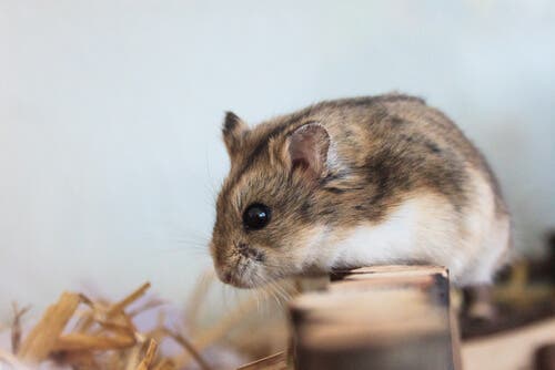 A hamster longing for some toys.
