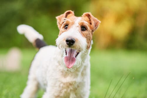 Canine Insulinoma - Characteristics and Treatment
