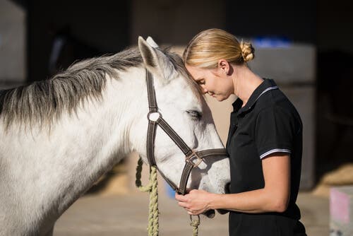 Headshaking Syndrome in Horses – Causes and Treatment