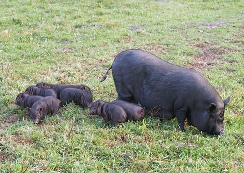 A mother Vietnamese pig and her piglets.