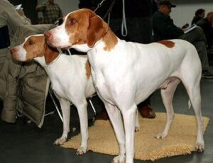 Braque Saint-Germain - A Hunting Breed