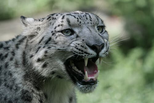 A snow leopard baring its teeth.