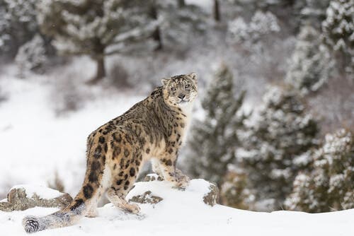 Snow Leopard Characteristics Behavior And Habitat My Animals