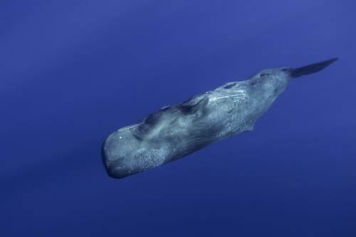 A sperm whale swimming down.