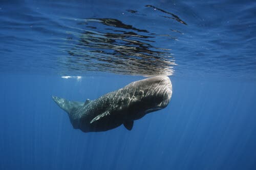 Sperm Whales - The Giants of the Ocean