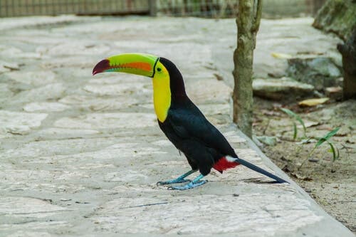 A toucan on the ground.