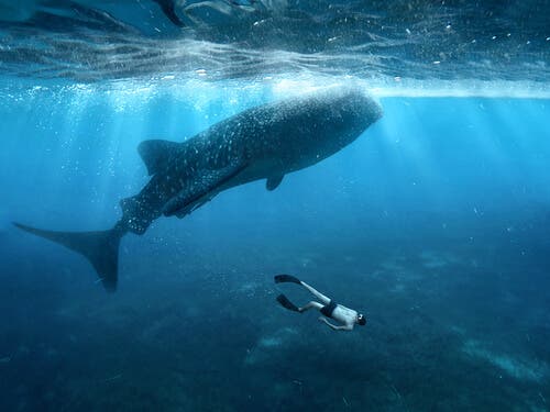 A whale and a diver.