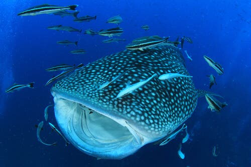 A whale shark surrounded by fish.