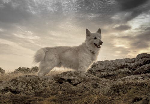 A white Mudi on some rocks.