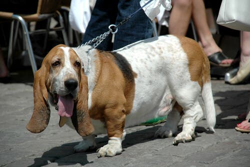 A hound being taken for a walk, which is a good way to help an obese dog.