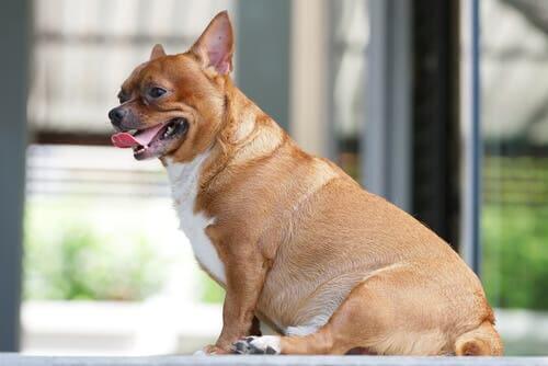An obese dog sitting on a worktop.