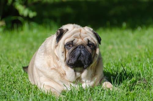 An obese dog sitting on the grass.
