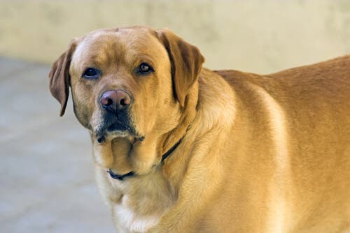 An overweight dog looking at the camera.