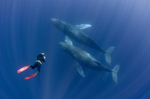 Diver with two humpback whales.