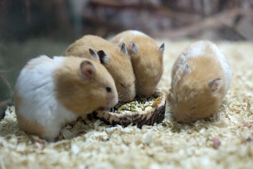 Four hamsters eating.