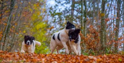 Puppies playing in the forest.