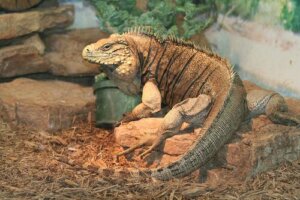 Diseases in Pet Iguanas - The Most Common Ones
