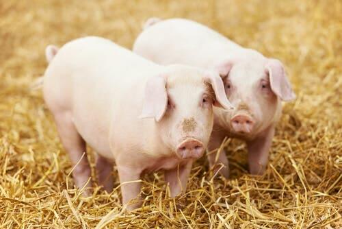 Rearing Pigs in a Healthy Way