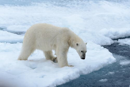 Interesting Things You Don't Know About Polar Bears