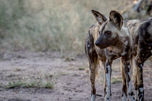 An African wild dog.