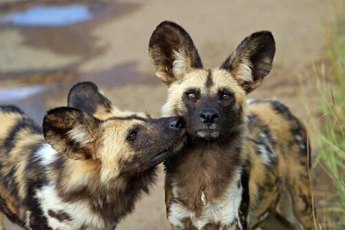 The African Wild Dog