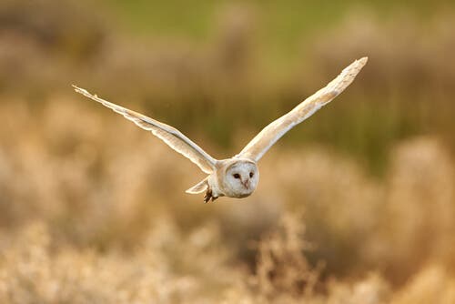 An owl in flight.
