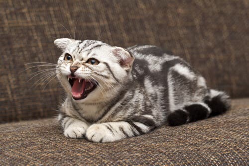 An angry cat hissing on a couch.