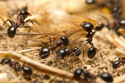 A group of ants.